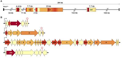 The Type IV Secretion System of ICEAfe1: Formation of a Conjugative Pilus in <mark class="highlighted">Acidithiobacillus ferrooxidans</mark>